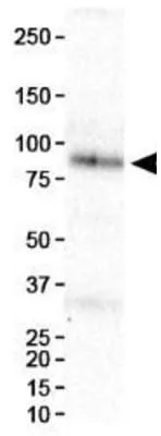 WB analysis of HeLa nuclear extract using GTX30116 HIF1 beta antibody [H1beta234].