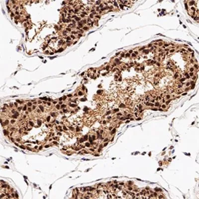 WB analysis of HeLa cell lysate using GTX30125 NBS1 antibody.