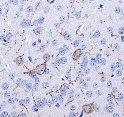 IHC-P analysis of mouse brain (selected cells,axon and dendrites) tissue using GTX30169 Neurokinin 1 Receptor antibody.