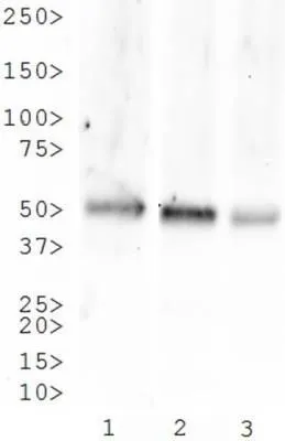 WB analysis of (1) human,(2) rat,and (3) monkey brain lysate using GTX30183 Neurokinin 1 Receptor antibody.