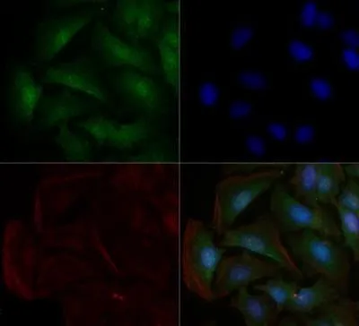 ICC/IF analysis of HeLa cells using GTX30202 Sodium Potassium ATPase Alpha 1 antibody [464.6(6H)]. Green : primary antibody Red : Actin Blue : DAPI Dilution : 10 ug/ml Fixation : 10% formalin Permibilization : 0.5% Triton-X100