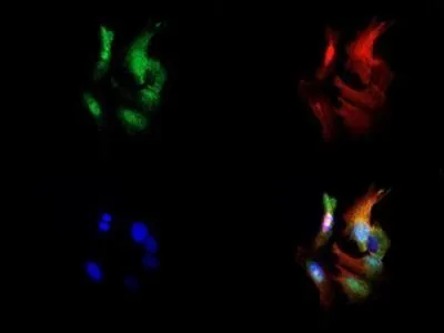 ICC/IF analysis of HepG2 cells using GTX30203 Sodium Potassium ATPase Beta 1 antibody [464.8(8A)]. Green : primary antibody Red : Tubulin Blue : DAPI