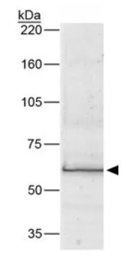 WB analysis of human RPE cell lysate using GTX30219 Bestrophin antibody[E6-6].