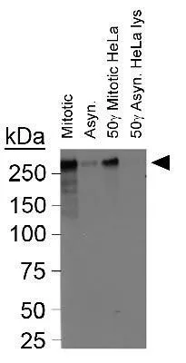 WB analysis of asynchronous and mitotically blocked HeLa lysates using GTX30232 CENPF antibody. Loading : 25microg WB analysis of asynchronous and mitotically blocked HeLa lysates using GTX30232 CENPF antibody. Loading : 25microg