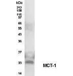 Western blot analysis of MCT1 in transfected 3T3 cells using GTX22186 at a dilution of1:500. Western blot analysis of MCT1 in transfected 3T3 cells using GTX22186 at a dilution of1:500.