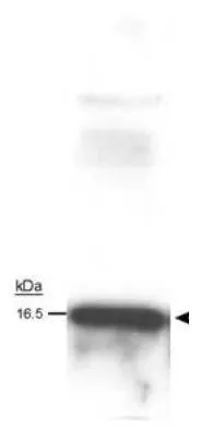 WB analysis of rat aorta smooth muscle tissue lysate using GTX30241 Survivin antibody [60.11].
