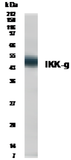 Western blot analysis of IKK-g in Interleukin-1 stimulated 293 cells with anti-IKK-g at a 1:500 dilution.