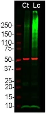 WB analysis of HEK293 cell lysate treated with proteasome inhibitor lactacystin (Lc) at 10 um for 16 h using GTX30439 Ubiquitin antibody. Green : ubiquitin Red : beta Tubulin Dilution : 1:5000