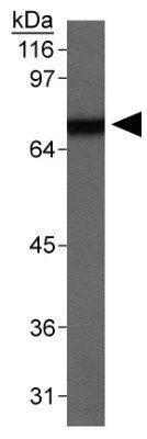 WB analysis of mouse testis tissue using GTX30467 SR-BI antibody.