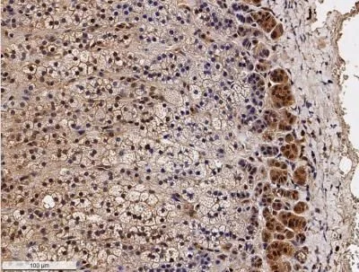 WB analysis of mouse testis tissue using GTX30467 SR-BI antibody.