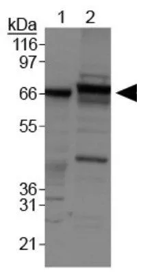 WB analysis of HeLa cell lysate using GTX30469 ABCF2 antibody.