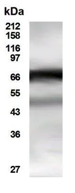 WB analysis of HeLa cell lysate using GTX30496 HDAC10 antibody. Dilution : 1:250 WB analysis of HeLa cell lysate using GTX30496 HDAC10 antibody. Dilution : 1:250