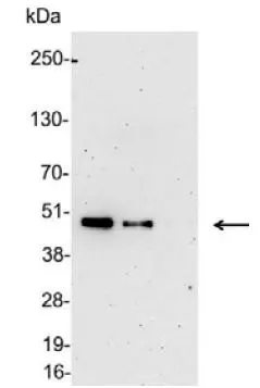 WB analysis of 200, 100, and 50ng of E. coli lysate containing tagged fusion protein using GTX30506 6X His tag antibody (HRP).<br>Dilution : 1:5000