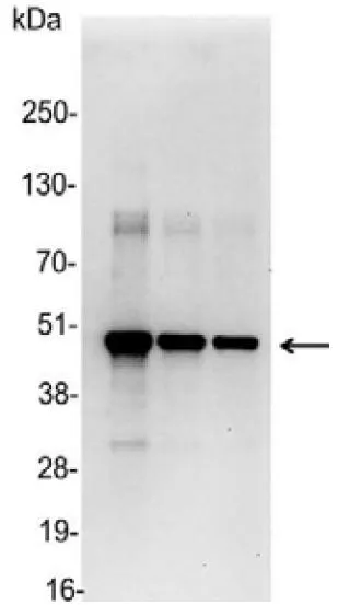 WB analysis of 200, 100, and 50ng of E. coli lysate containing tagged fusion protein using GTX30518 c-Myc antibody.<br>Dilution : 1:25000