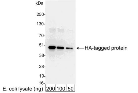 Detection of HA-tagged Protein by Western Blot. Samples: 200,100,or 50ng of E. coli whole cell lysate expressing a multi-tag fusion protein. Antibody: GTX30574 at 0.04ug/ml. Detection: Chemiluminescence with an exposure time of 3 seconds.