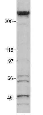 WB analysis of HeLa nuclear extract using GTX30618 EP300 antibody [RW105]. Dilution : 1:250