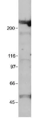 WB analysis of HeLa nuclear extract using GTX30619 EP300 antibody [RW109]. Dilution : 1:1000
