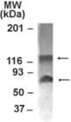 WB analysis of MCF-7 cell lysate using GTX30622 NABC1 antibody. Dilution : 1:1000 Loading : 15microg