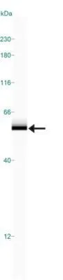WB analysis of MCF-7 cell lysate using GTX30622 NABC1 antibody.
