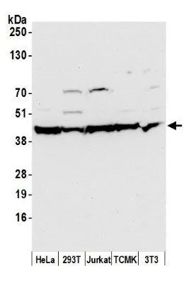 WB analysis of HeLa cell lysate using GTX30632 beta Actin antibody.