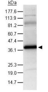 WB analysis of astrocyte lysate from rat brain using GTX30646 HIF1AN antibody. Dilution : 1:500 WB analysis of astrocyte lysate from rat brain using GTX30646 HIF1AN antibody. Dilution : 1:500