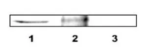 IP analysis of cell lysate using GTX30648 DLX4 antibody. Lane 1 : input Lane 2 : IP by GTX30648 Lane 3 : Negative control IP reaction : 1:1000 / 850microg of cell extract Dilution : 1:5000