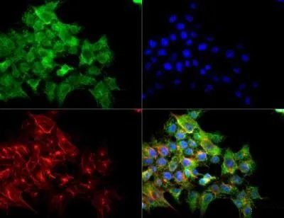 ICC/IF analysis of v6.5 mouse embryonic stem cells using GTX30654 VEGF Receptor 2 antibody. Green : primary antibody Red : Tubulin Blue : DAPI