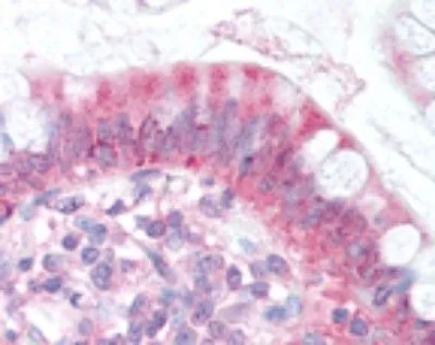 IHC-P analysis of human small intestine tissue using GTX30675 NPC1L1 antibody.
