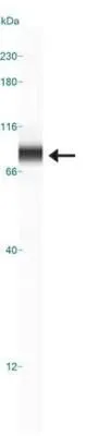 WB analysis of A431 cell lysate using GTX30689 NUMB antibody.