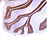 Neuron Specific Nuclear Protein (NeuN) antibody [2Q158] detects NeuN protein on rat cerebellumn by IHC-P analysis.(Citrate Buffer,pH 6.0.) Dilution:1:100 Immunoreactivity is seen as nuclear staining in the neurons in the granular layer.