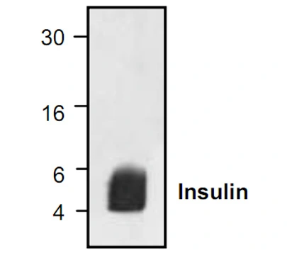 WB analysis of recombinant human insulin protein using GTX30774 Insulin antibody. WB analysis of recombinant human insulin protein using GTX30774 Insulin antibody.