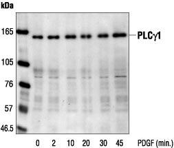 WB analysis of untreated or PDGF-stimulated NIH3T3 cell lysate using GTX30787 PLCG1 antibody.