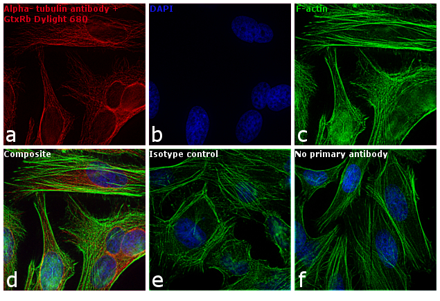 ICC/IF analysis of HeLa cells using alpha Tubulin Antibody and labeled with GTX30811 Rabbit IgG antibody (DyLight?680). Red : Primary antibody labeled with GTX30811