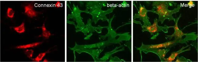 ICC/IF analysis of mouse embryonic fibroblasts (MEFs) using Connexcin 43 antibody and labeled with GTX30811 Rabbit IgG antibody (DyLight?680). Red : Primary antibody labeled with GTX30811 Green : Actin