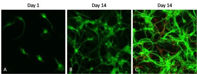 ICC/IF analysis of 4% PFA fixed cultured primary cortical neurons using GFAP antibody and labeled with GTX76793 Rabbit IgG antibody (DyLight680). Permeabilization : 0.1% Triton X-100 in HBSS for 10 minutes at room temperature