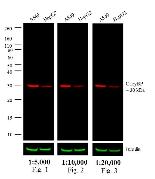WB analysis of whole cell extracts (30 microg lysate) of A549 (Lane 1) and HepG2 (Lane 2) using CacyBP Antibody and labeled with GTX30811 Rabbit IgG antibody (DyLight?680).