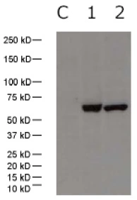 WB analysis of various samples using GTX30852 Influenza A virus H1N1 NP (nucleoprotein) antibody. Lane C: 293 cell lysate control Lane 1: 293 cell lysate expressing NP(H1N1) Lane 1: 293 cell lysate expressing NP(H5N1) WB analysis of various samples using GTX30852 Influenza A virus H1N1 NP (nucleoprotein) antibody. Lane C: 293 cell lysate control Lane 1: 293 cell lysate expressing NP(H1N1) Lane 1: 293 cell lysate expressing NP(H5N1)