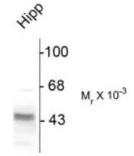 WB analysis of rat hippocampal (hipp) tissue lysate using GTX31013 GABA A Receptor gamma 2 antibody.