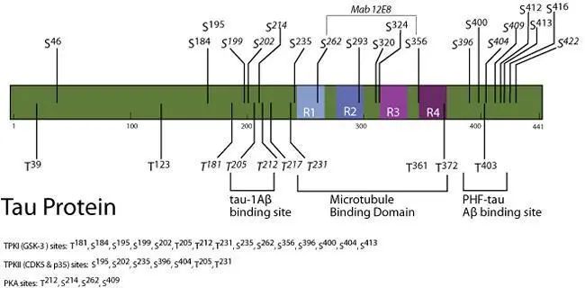 Tau protein schematic showing important functional domains and phosphorylation sites Tau protein schematic showing important functional domains and phosphorylation sites
