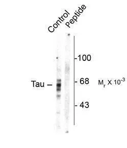 Western Blot: Tau (phospho-Ser416) Antibody [GTX31121] - Rat brain homogenate showing specific immunolabeling of the ~59, 65, 68k Tau isoforms phosphorylated at Ser416 (control). Imunolabeling is blocked by preadsorption with the phospho-peptide used as antigen (Peptide) but not by the corresponding dephospho-peptide (not shown).