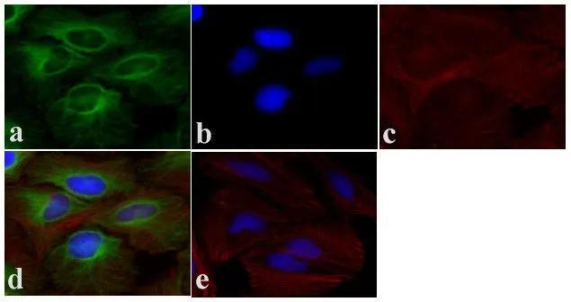 ICC/IF analysis of bovine pulmonary artery endothelial (BPAE) cells using GTX31126 alpha Tubulin antibody [236-10501]. Blue : Primary antibody Red : Actin Green : wheat germ agglutinin to stain components of endosomal pathways