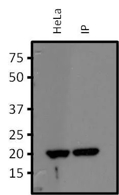 IP analysis of HeLa cell lysate using GTX31128 RhoA + RhoB + RhoC antibody [1A11-4G10]. IP reaction : 2microg antibody / 750microg lysate Loading : 25 microg Dilution : 1:1000