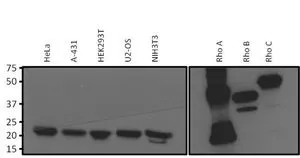 WB analysis of 25 microg of various whole cell lysates or 0.5 microg of purified protein (full-length His-RhoA, truncated GST-RhoB or full-length GST-RhoC fusion) per well using GTX31128 RhoA + RhoB + RhoC antibody [1A11-4G10]. Dilution : 1:1000