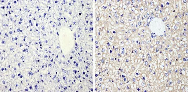 IHC-P analysis of mouse liver tissue using GTX31144 RhoA + RhoC antibody [1B3-4A10]. Right : Primary antibody Left : Negative control without primary antibody Antigen retrieval : 10mM sodium citrate (pH 6.0), microwaved for 8-15 min Dilution : 1:100