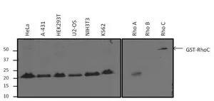 WB analysis of 25 microg of various whole cell lysates or 0.5 microg of purified protein (RhoA, RhoB, and a GST-RhoC fusion) per well using GTX31144 RhoA + RhoC antibody [1B3-4A10]. Dilution : 1:1000