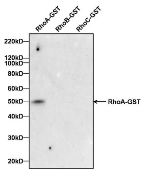 WB analysis of human recombinant RhoA-GST (Lane 1), RhoB-GST (Lane 2) and RhoC-GST (Lane 3) using GTX31145 RhoA antibody [1B8-1C7]. Dilution : 2 microg/ml Loading : 100 ng