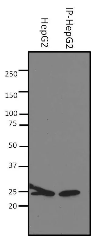 IP analysis of HepG2 cell lysates using GTX31147 SOD2 antibody [1H6]. IP reaction : 2microg antibody / 500microg lysate Dilution : 1:500