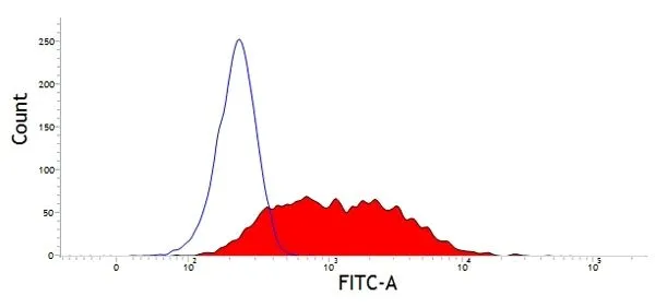FACS analysis of bovine peripheral blood lymphocytes using GTX31223 CD63 antibody followed by Goat anti Mouse IgG:FITC FACS analysis of bovine peripheral blood lymphocytes using GTX31223 CD63 antibody followed by Goat anti Mouse IgG:FITC