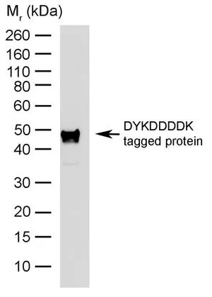 WB analysis of DYKDDDDK tagged protein using GTX31234 DDDDK tag antibody [6F7] (HRP).