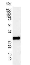 WB analysis of Jurkat cell lysate using GTX31237 Bcl-2 antibody [100].